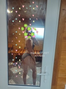 Проститутка Семея Девушка№477664 Milanа-нет предоплаты Фотография №3783400